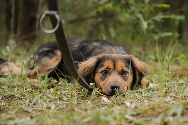 Pies do adopcji, Nowodwór, 28 maja 2025 (5/5)