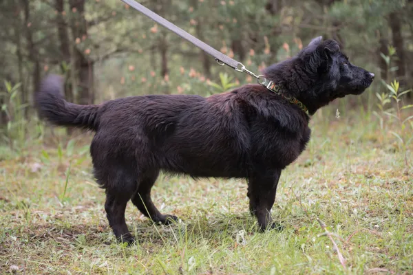 Pies do adopcji, Nowodwór, 28 maja 2025 (3/5)