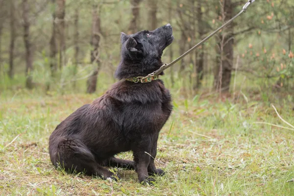 Pies do adopcji, Nowodwór, 28 maja 2025 (5/5)