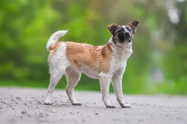 Pies do adopcji, Nowodwór, 28 maja 2025 (2/5)