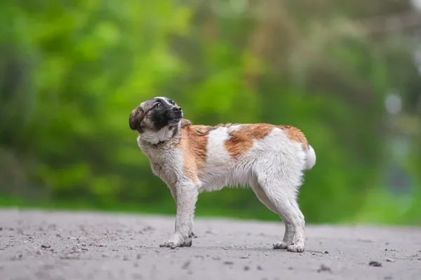 Pies do adopcji, Nowodwór, 28 maja 2025 (3/5)