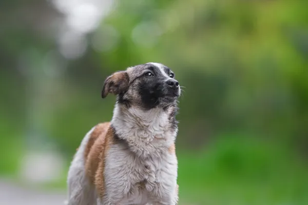 Pies do adopcji, Nowodwór, 28 maja 2025 (4/5)