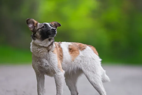 Pies do adopcji, Nowodwór, 28 maja 2025 (5/5)