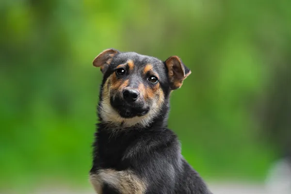 Pies do adopcji, Nowodwór, 28 maja 2025 (1/5)