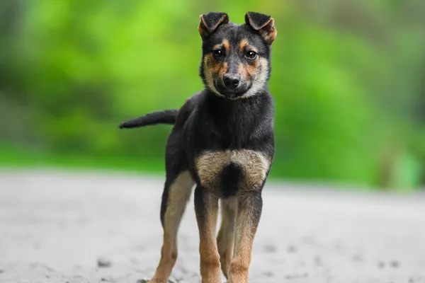 Pies do adopcji, Nowodwór, 28 maja 2025 (2/5)