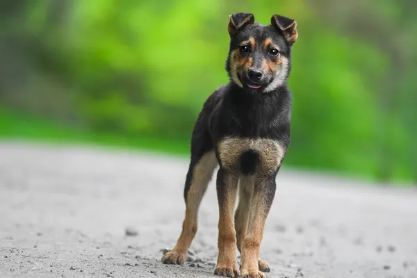 Pies do adopcji, Nowodwór, 28 maja 2025 (3/5)