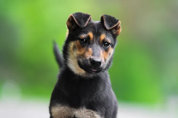 Pies do adopcji, Nowodwór, 28 maja 2025 (4/5)