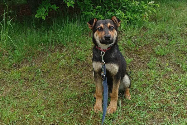 Pies do adopcji, Nowodwór, 28 maja 2025 (5/5)