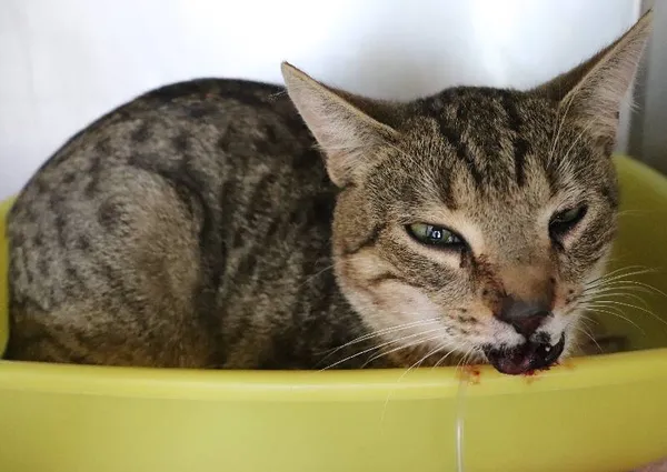 Znaleziono kota, Łódź, 28 maja 2025 (1/2)