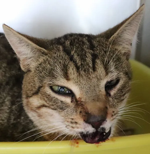 Znaleziono kota, Łódź, 28 maja 2025 (2/2)