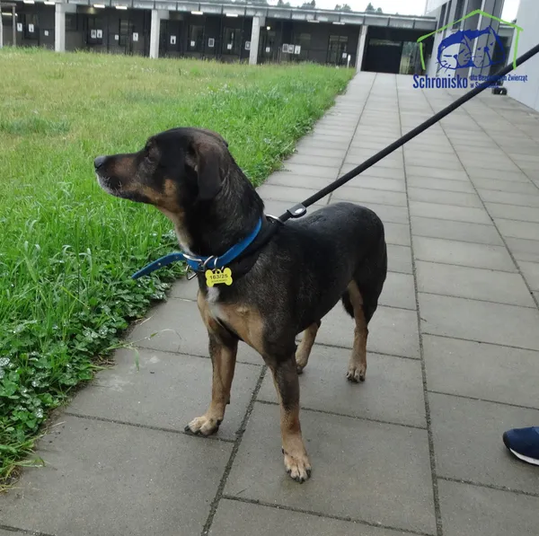 Znaleziono psa, Szczecin, 27 maja 2025 (1/2)