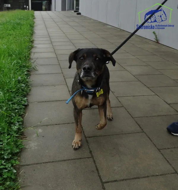 Znaleziono psa, Szczecin, 27 maja 2025 (2/2)