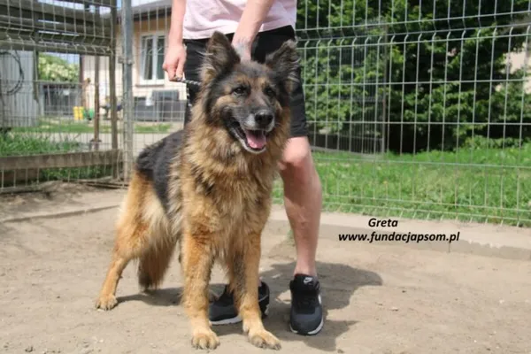 Pies do adopcji, Nowy Dwór Mazowiecki, 28 maja 2025 (1/3)