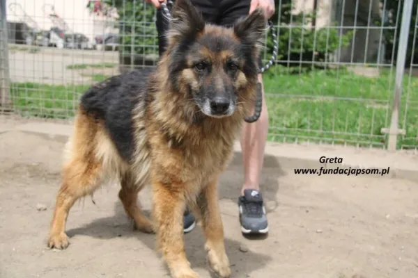 Pies do adopcji, Nowy Dwór Mazowiecki, 28 maja 2025 (2/3)