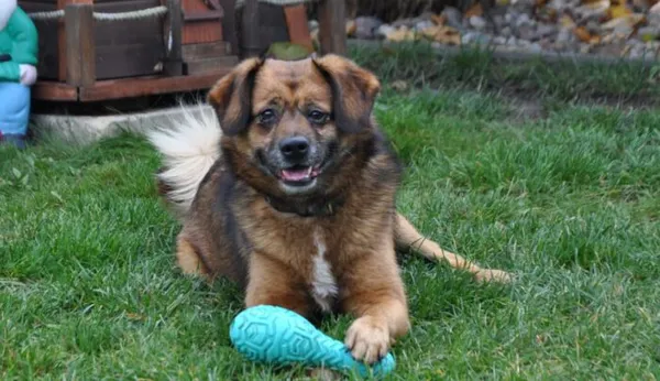 Pies do adopcji, Głowno, 28 maja 2025 (1/5)