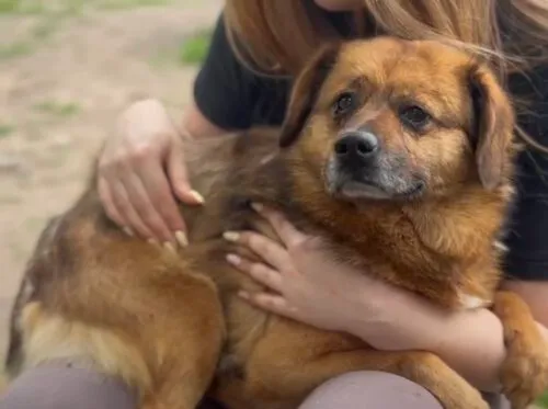 Pies do adopcji, Głowno, 28 maja 2025 (2/5)