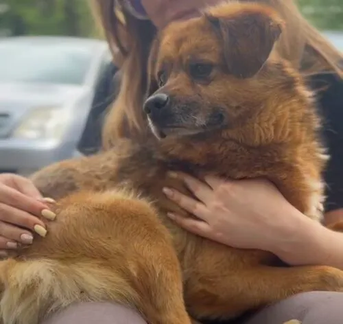 Pies do adopcji, Głowno, 28 maja 2025 (3/5)