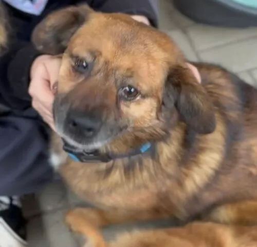 Pies do adopcji, Głowno, 28 maja 2025 (4/5)