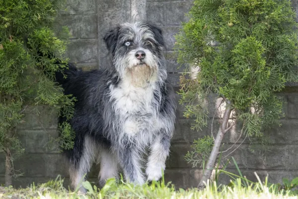 Pies do adopcji, Bełchatów, 21 lutego 2025 (2/5)