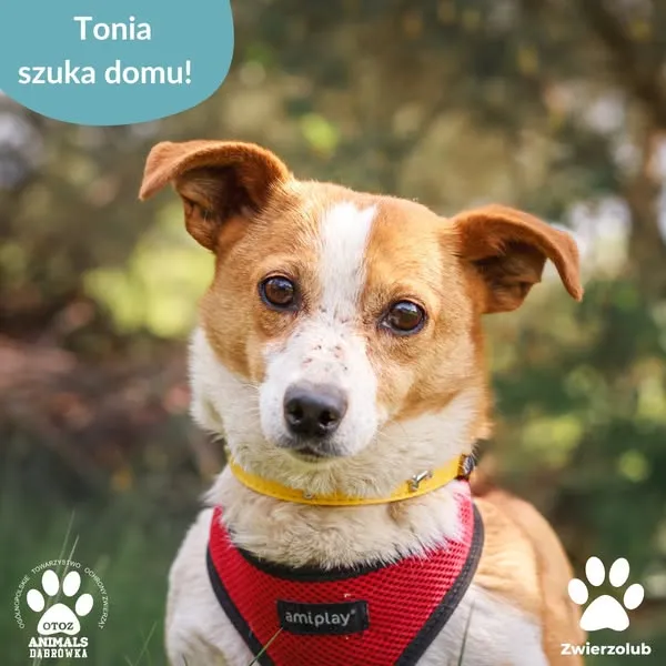 Pies do adopcji, Dąbrówka, 28 maja 2025 (1/5)