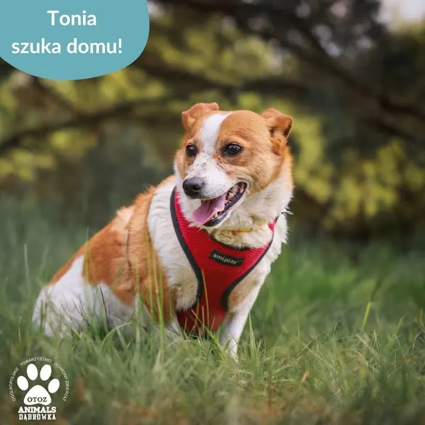 Pies do adopcji, Dąbrówka, 28 maja 2025 (2/5)