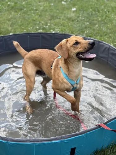 Pies do adopcji, Kraków, 14 maja 2025 (3/5)