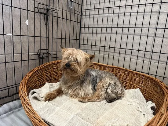 Pies do adopcji, Kraków, 14 maja 2025