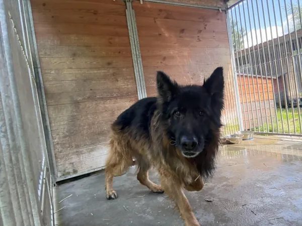 Pies do adopcji, Kraków, 14 maja 2025