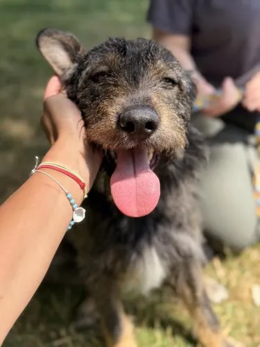 Pies do adopcji, Kraków, 14 maja 2025 (1/5)