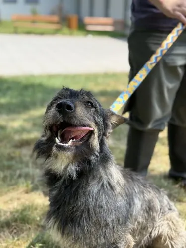 Pies do adopcji, Kraków, 14 maja 2025 (2/5)