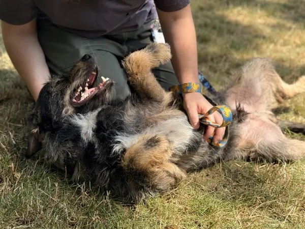 Pies do adopcji, Kraków, 14 maja 2025 (3/5)