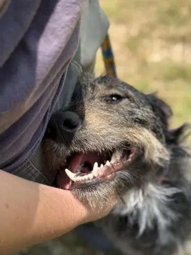 Pies do adopcji, Kraków, 14 maja 2025 (5/5)