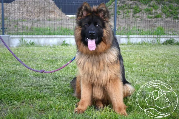 Znaleziono psa, Chełmek, 4 sierpnia 2024