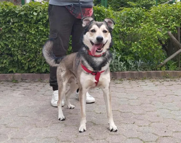 Znaleziono psa, Toruń, 28 maja 2025