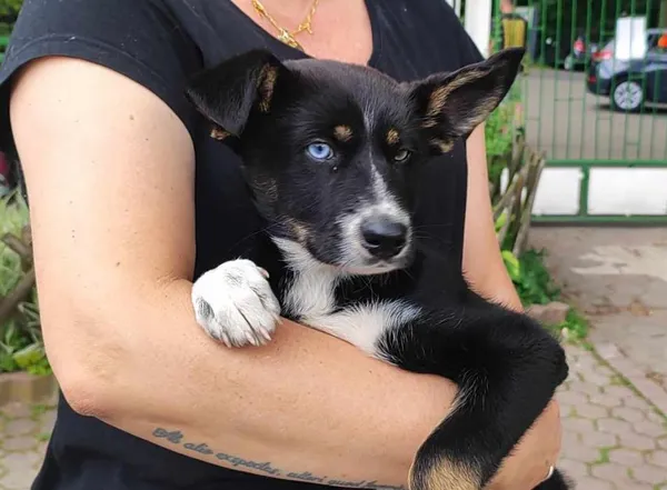 Znaleziono psa, Toruń, 27 maja 2025