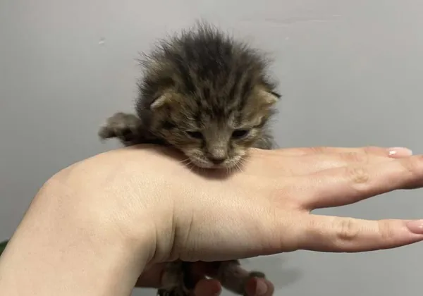 Znaleziono kota, Toruń, 27 maja 2025