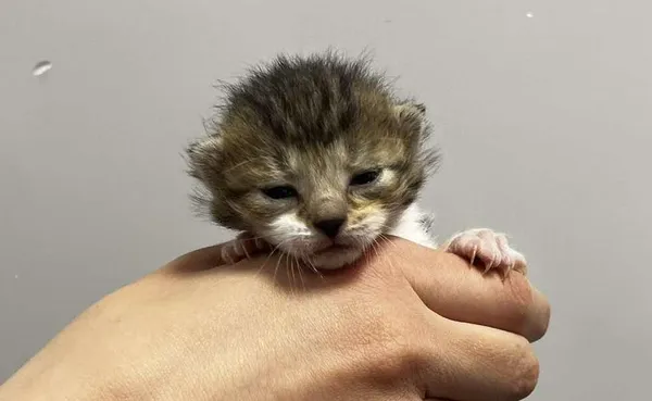 Znaleziono kota, Toruń, 27 maja 2025