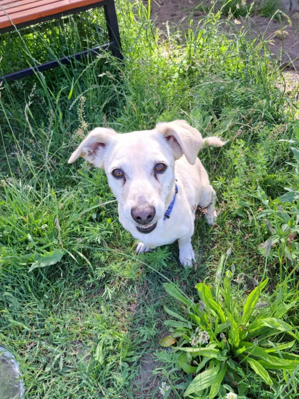 Pies do adopcji, Włocławek, 28 maja 2025 (3/4)