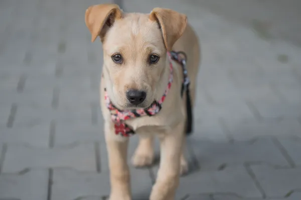 Pies do adopcji, Nowodwór, 28 maja 2025 (1/5)