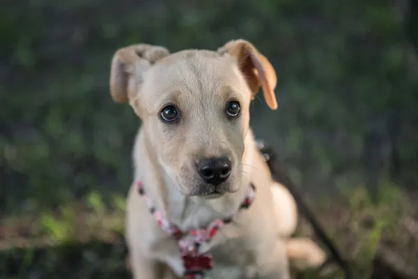 Pies do adopcji, Nowodwór, 28 maja 2025 (3/5)