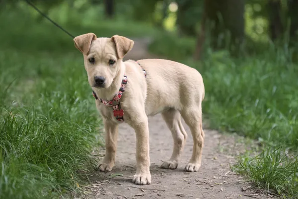 Pies do adopcji, Nowodwór, 28 maja 2025 (4/5)