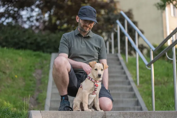 Pies do adopcji, Nowodwór, 28 maja 2025 (5/5)