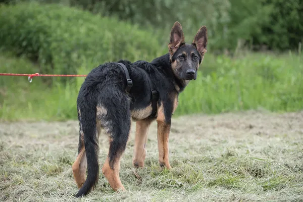 Pies do adopcji, Nowodwór, 28 maja 2025 (1/5)