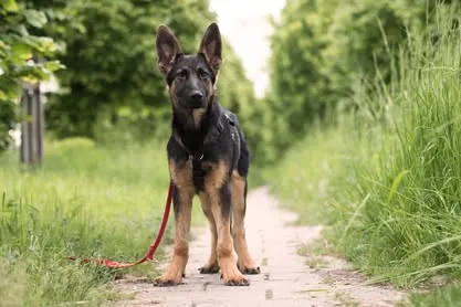 Pies do adopcji, Nowodwór, 28 maja 2025 (2/5)