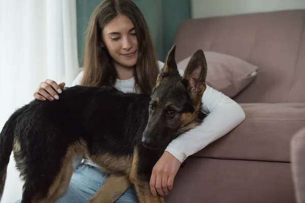 Pies do adopcji, Nowodwór, 28 maja 2025 (3/5)