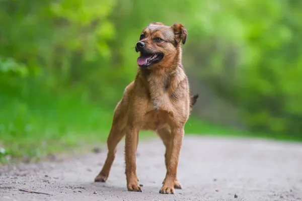 Pies do adopcji, Nowodwór, 28 maja 2025 (2/5)