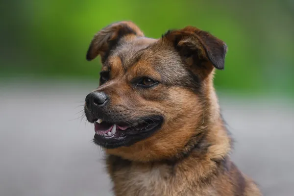 Pies do adopcji, Nowodwór, 28 maja 2025 (5/5)