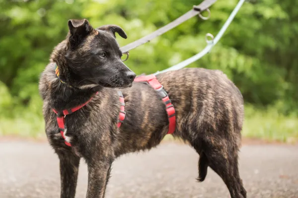 Pies do adopcji, Nowodwór, 28 maja 2025 (1/5)