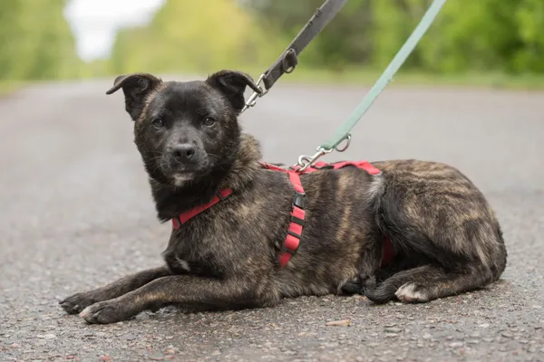 Pies do adopcji, Nowodwór, 28 maja 2025 (2/5)