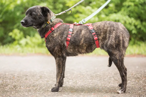 Pies do adopcji, Nowodwór, 28 maja 2025 (3/5)